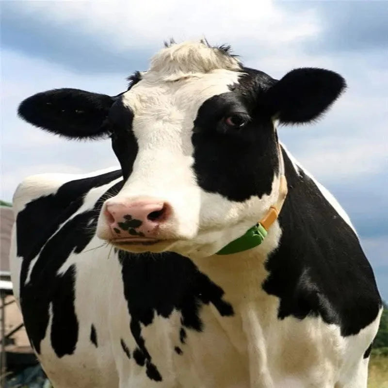 Dairy Cow Black And White Paint by Numbers