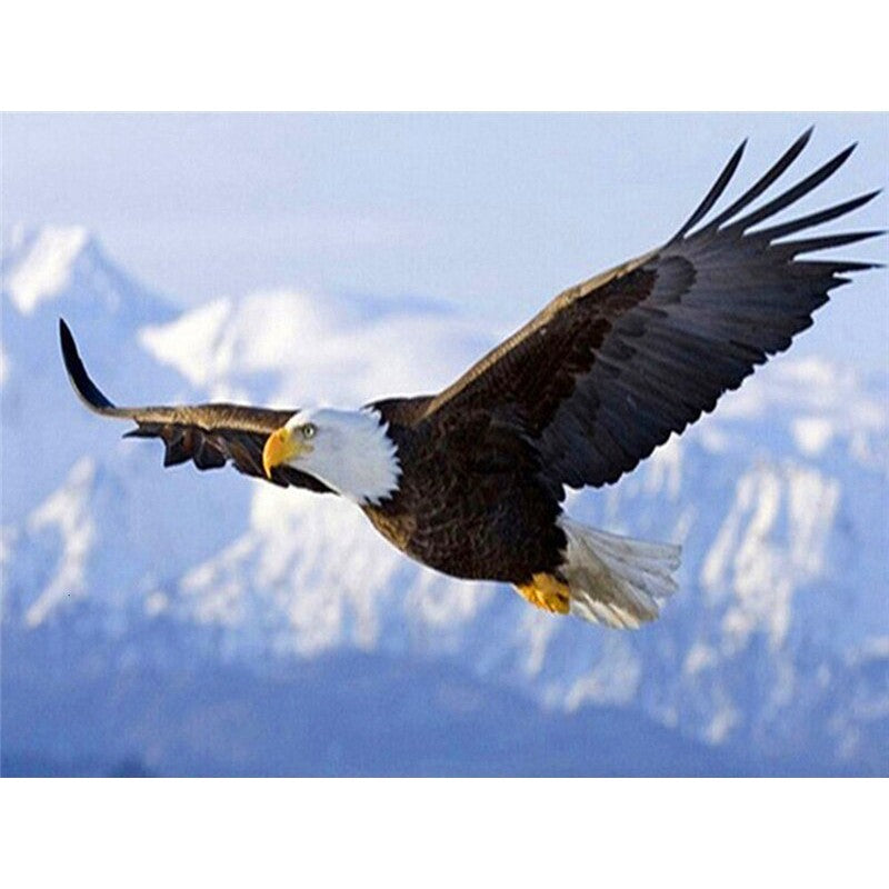 Paint By Numbers Eagle In Flight