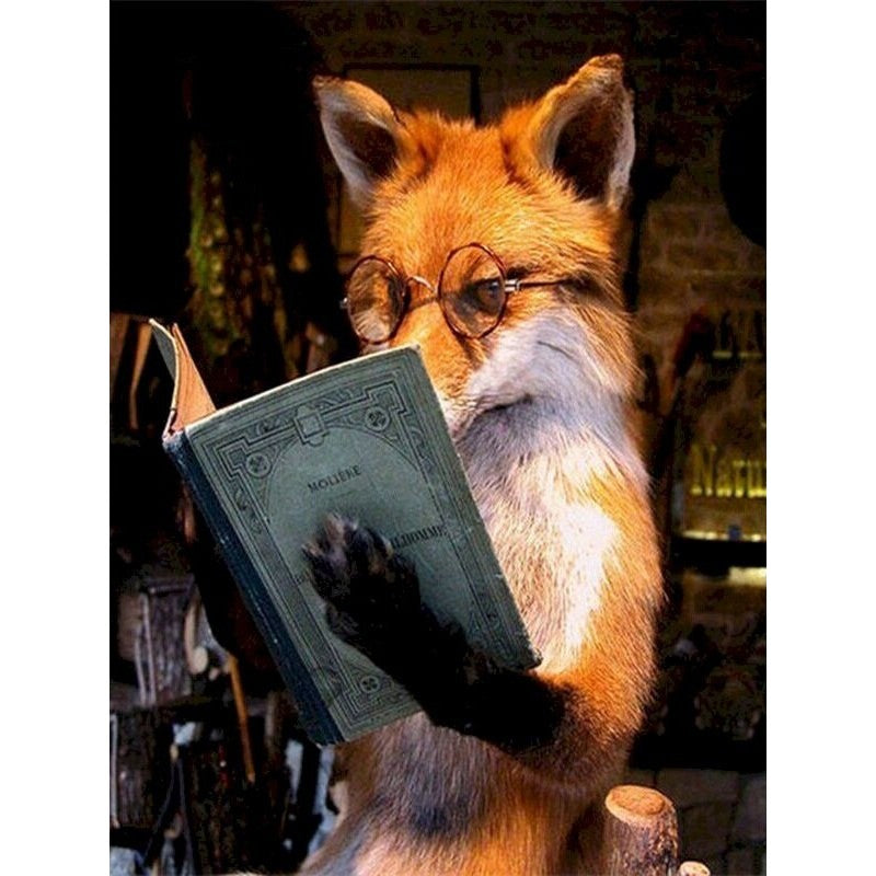 Paint By Numbers Fox Reader