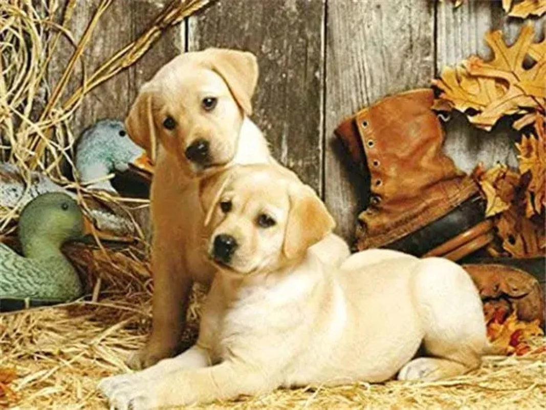 Labradors Playing in the Grass Paint by Numbers