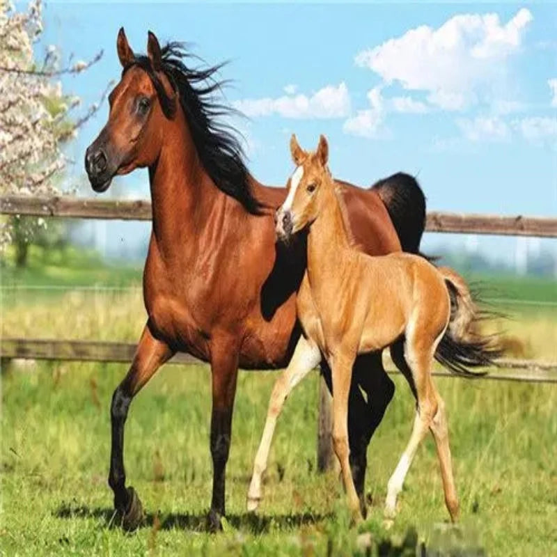 Arabian Couple Horse Paint by Numbers