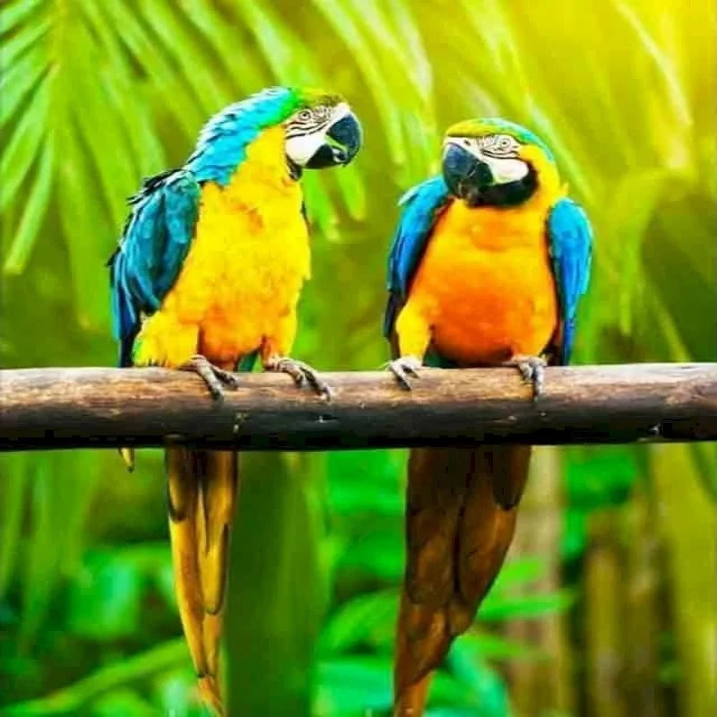 Tropical Parrot Birds Paint by Numbers