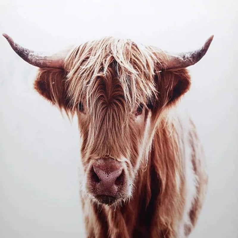 Face Of Highland Cow Paint by Numbers