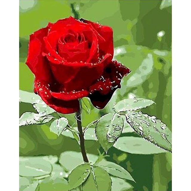 Paint By Numbers Red Rose Pictures Kit