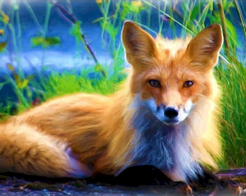 Old Fox