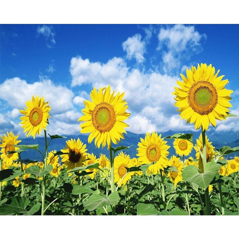 Paint By Numbers Sunflowers Photo Kit
