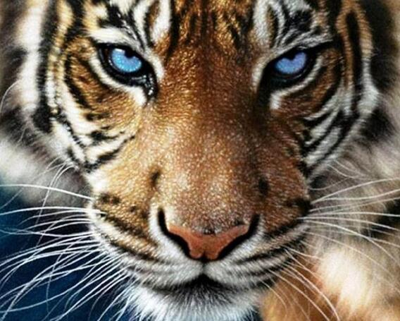 Tiger Eye