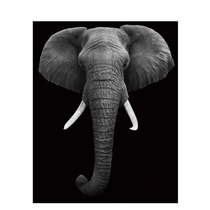 Paint By Numbers Black And White Elephant