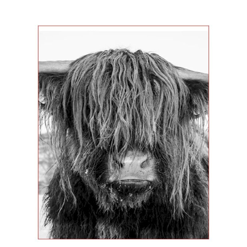 Paint By Numbers Highland Cow Head