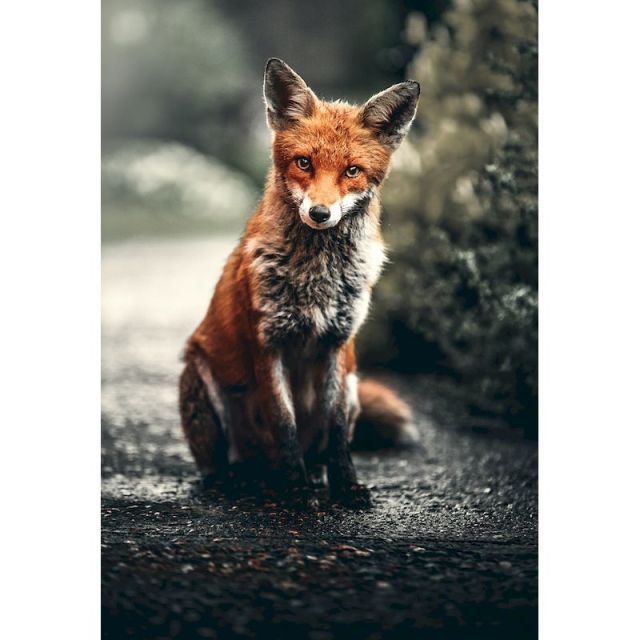 Sad fox - Paint By Numbers Fox