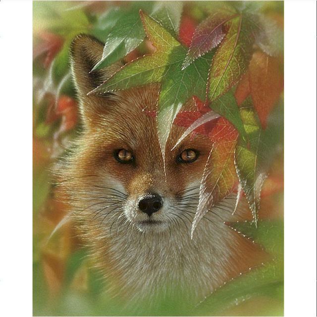 Persistent Look (fox)