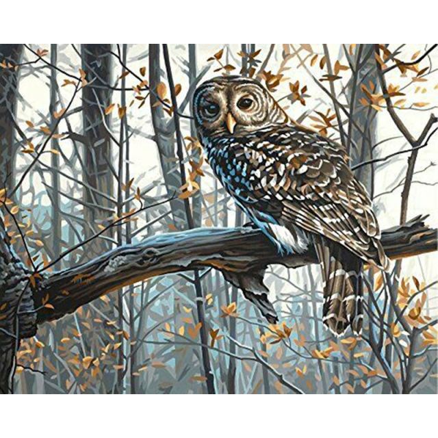 Paint By Numbers Wise Owl