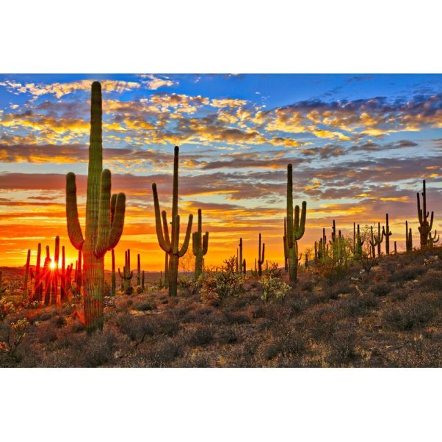 Paint By numbers Cactus Desert
