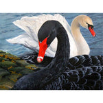 Couple Of Black And White Swans Paint By Numbers