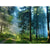 Forest Sunrise Scene Paint by Numbers