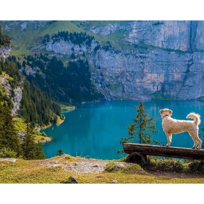 Dog And Lake Paint By Numbers Kit