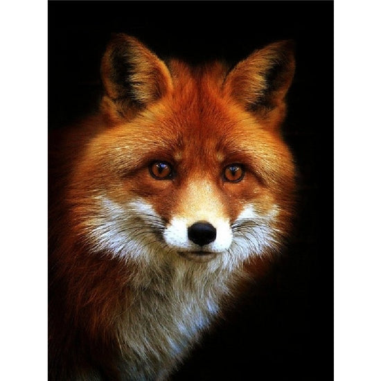 Paint By Numbers Surprised Fox