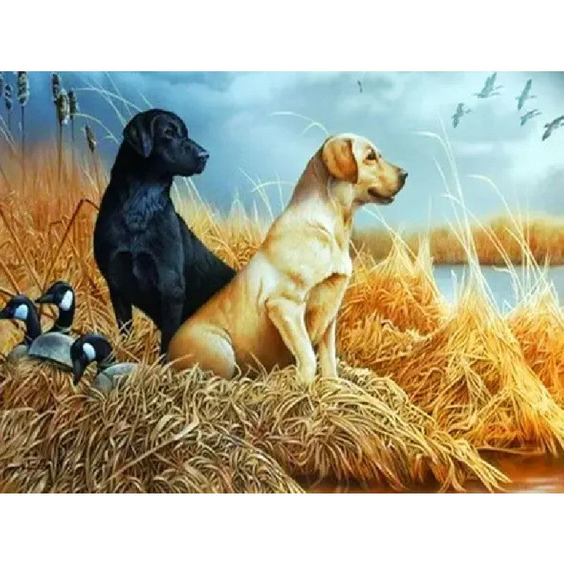 Pair Of Labradors Paint By Numbers