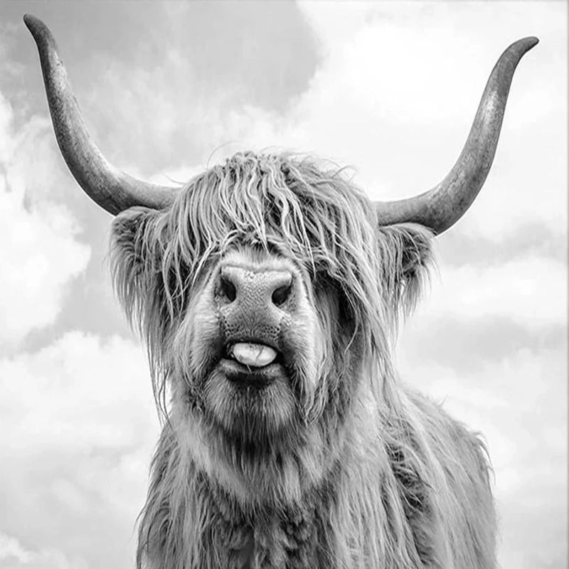 Highland Cow Black And White Paint by Numbers