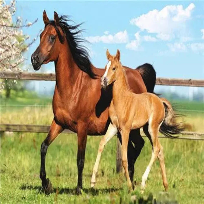 Arabian Couple Horse Paint by Numbers 