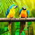 Tropical Parrot Birds Paint by Numbers 