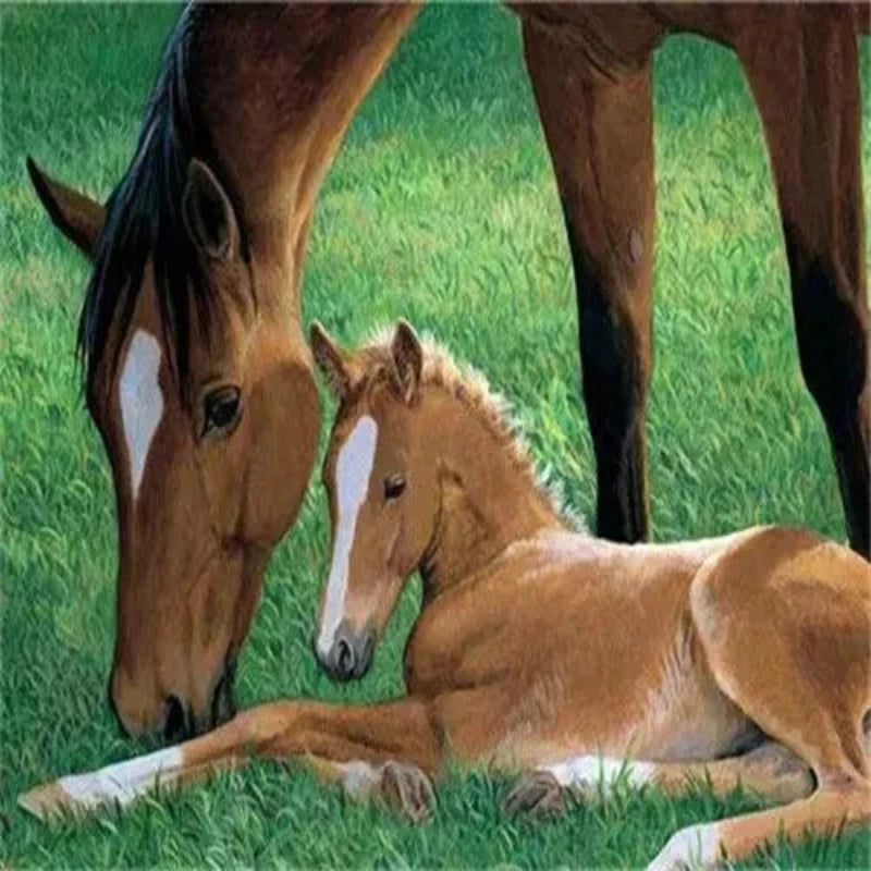 Baby Horse And Mother Paint by Numbers 