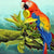Tropical Red Parrot In Tree Paint by Numbers 