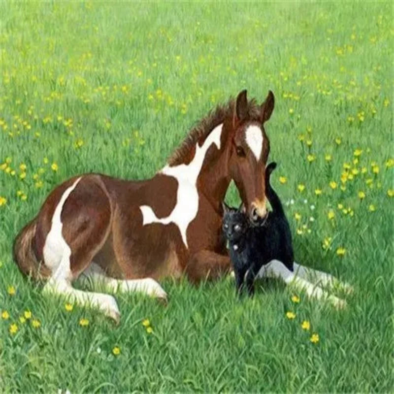 Foal And Black Cat Paint by Numbers Kit