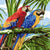 Lovers Parrot Bird Paint by Numbers 