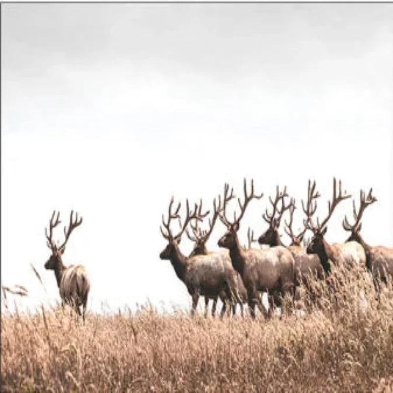 Deer On Brown Grassfield Paint by Numbers