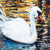 Majestic Swan Paint by Numbers