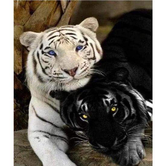 Paint By Numbers Black And White Tiger