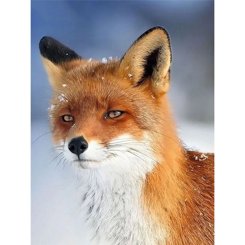 Fox Picture Paint By Numbers