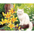 Paint By Numbers Cat With Yellow Flowers
