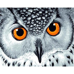 Owl Eyes Paint By Numbers