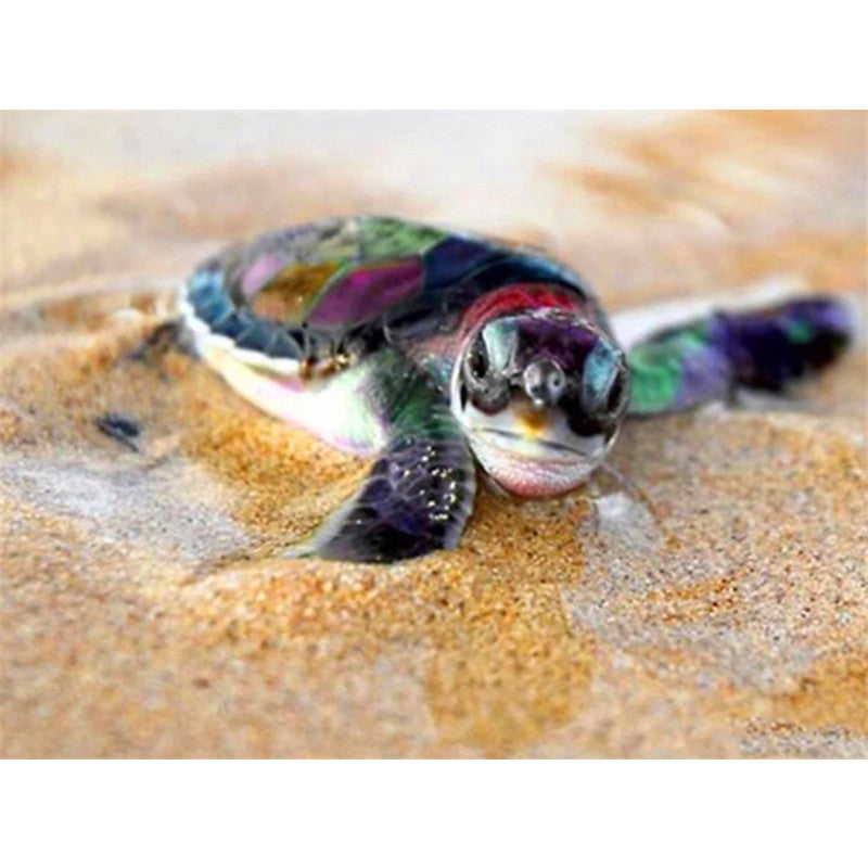 Paint By Numbers Baby Turtle On Sand