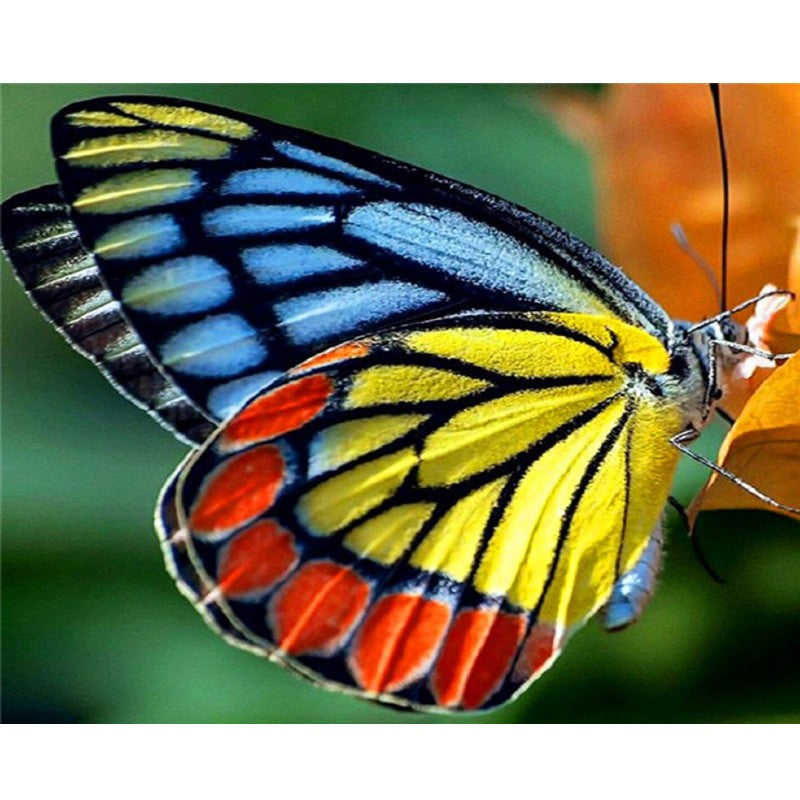 Paint By Numbers Picture Butterfly