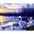 Sunset And Swans Paint By Numbers