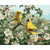 Yellow Birds And White Flowers Paint by numbers kit