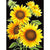 Sunflowers - Paint By Numbers Sunflowers