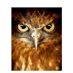Eagle With Piercing Eye - Paint By Numbers Eagle