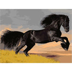 Black Horse Paint By Numbers