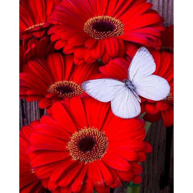 Red Flowers And A Butterfly