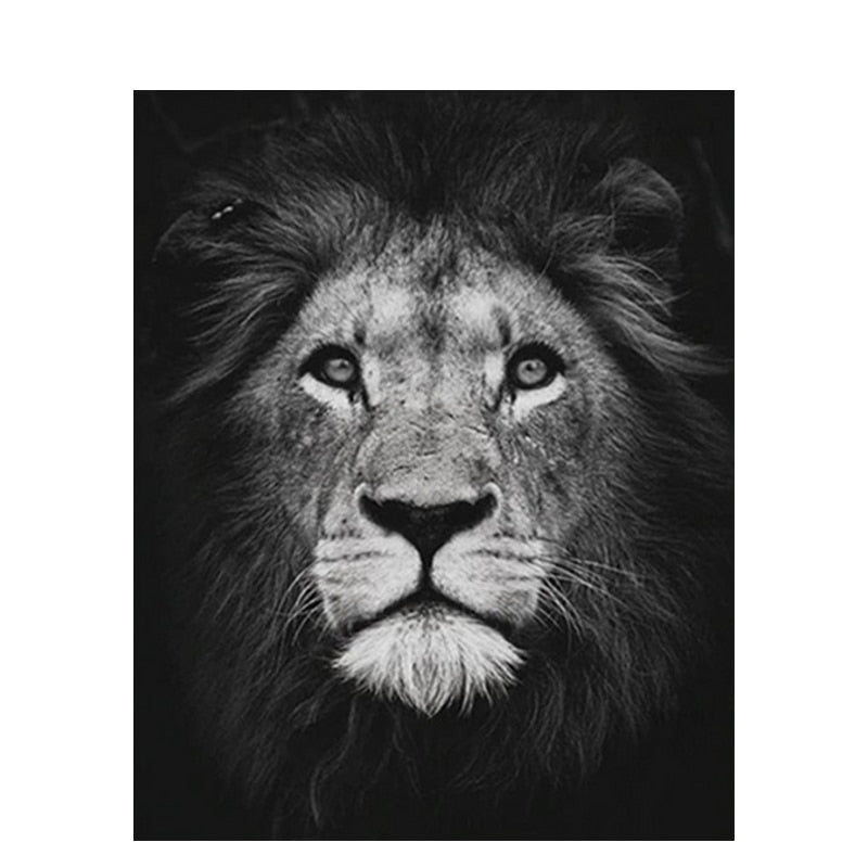 Paint By Numbers Black And White Lion