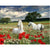 Paint By Numbers Horses In A Flower Meadow