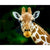 Giraffe profile - Paint By Numbers Giraffe