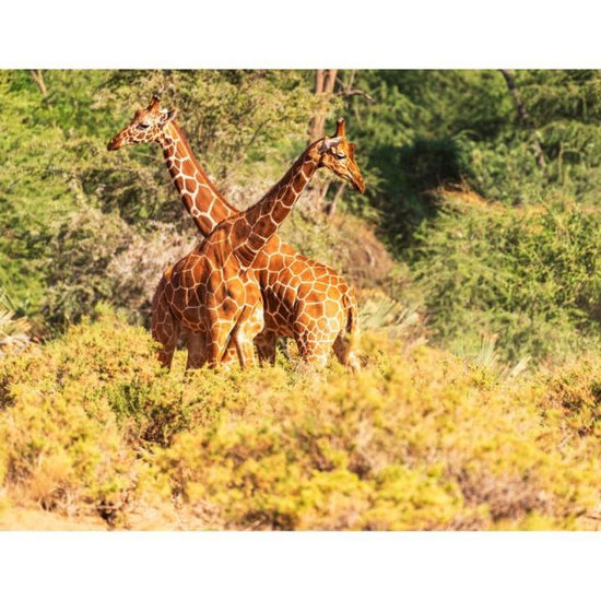 Two Giraffes - Paint By Numbers Giraffe