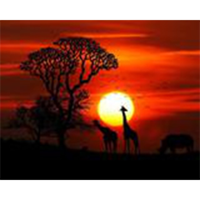 Sunset - Paint By Numbers Giraffe