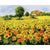 Paint By Numbers Sunflower Field