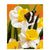 Flowers And Butterfly - Paint By Numbers Flowers